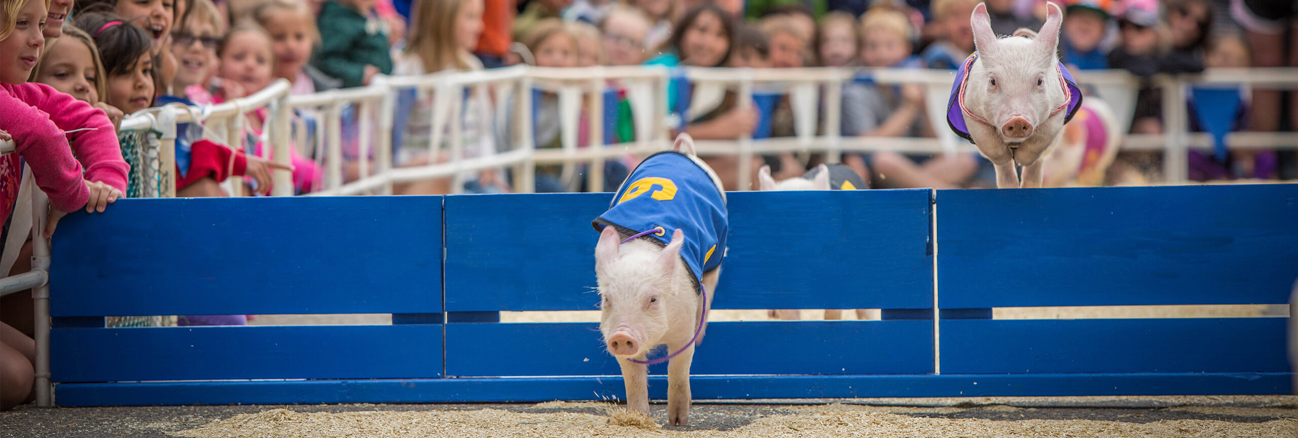 Two piglets wearing blankets jumping over blue fence during pig races.