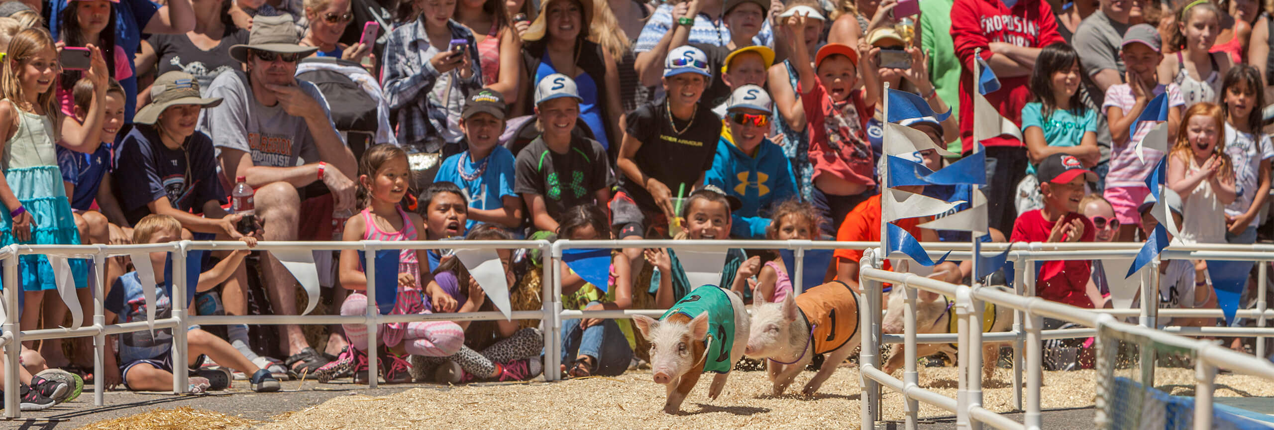 Two piglets wearing blankets running around a course at the pig races.