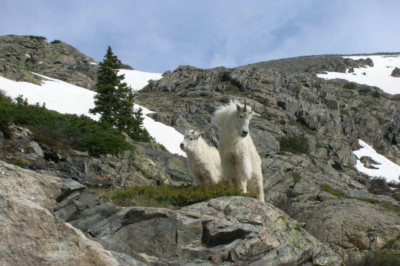 Summer Lecture Series: Reintroduction of Animals to Colorado