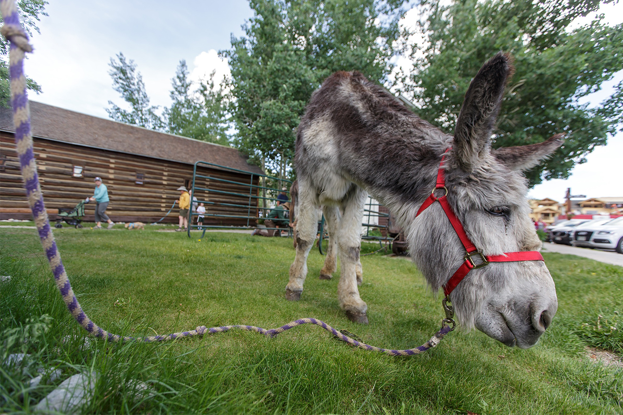 Donkey grazing at the Historic Park.