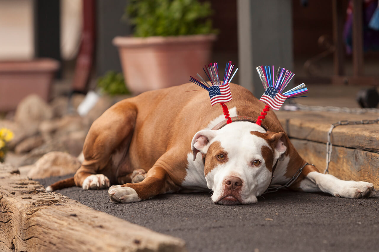 Brown dog laying down wearing 4th of July costume.