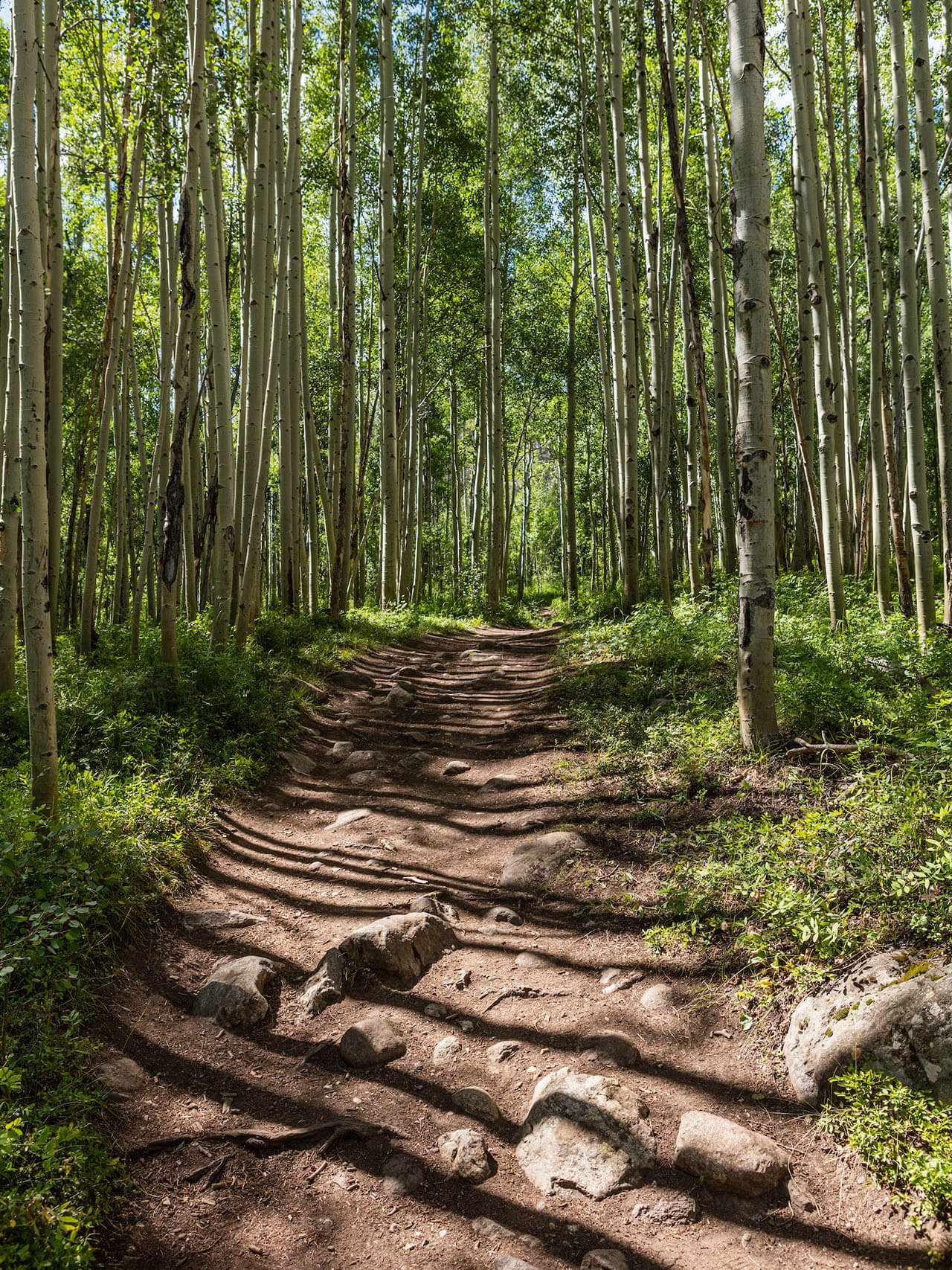 Rocky trail and Aspen trees, late summer