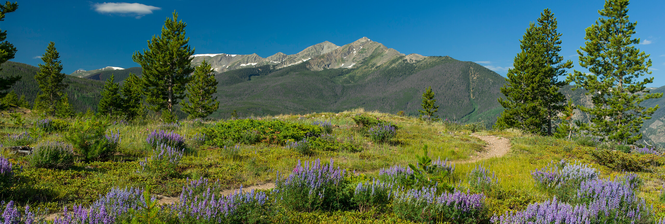 Trail on Frisco Peninsula with wildflowers and Peak One in background