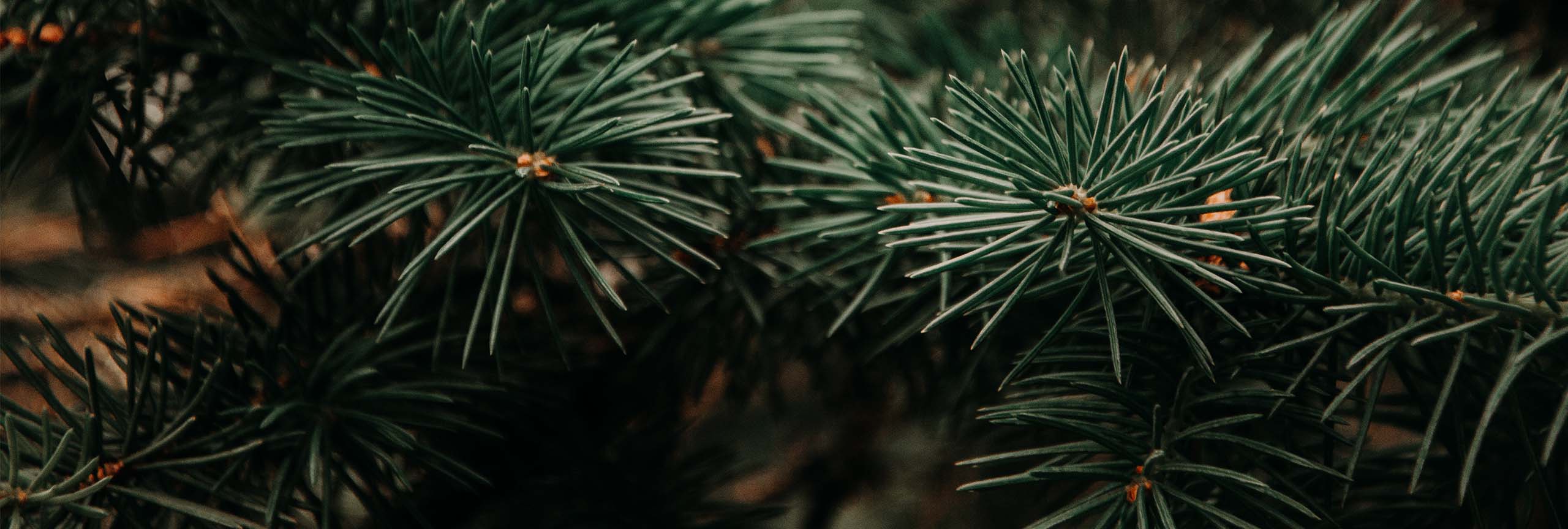 Close up of Christmas tree and pine needles