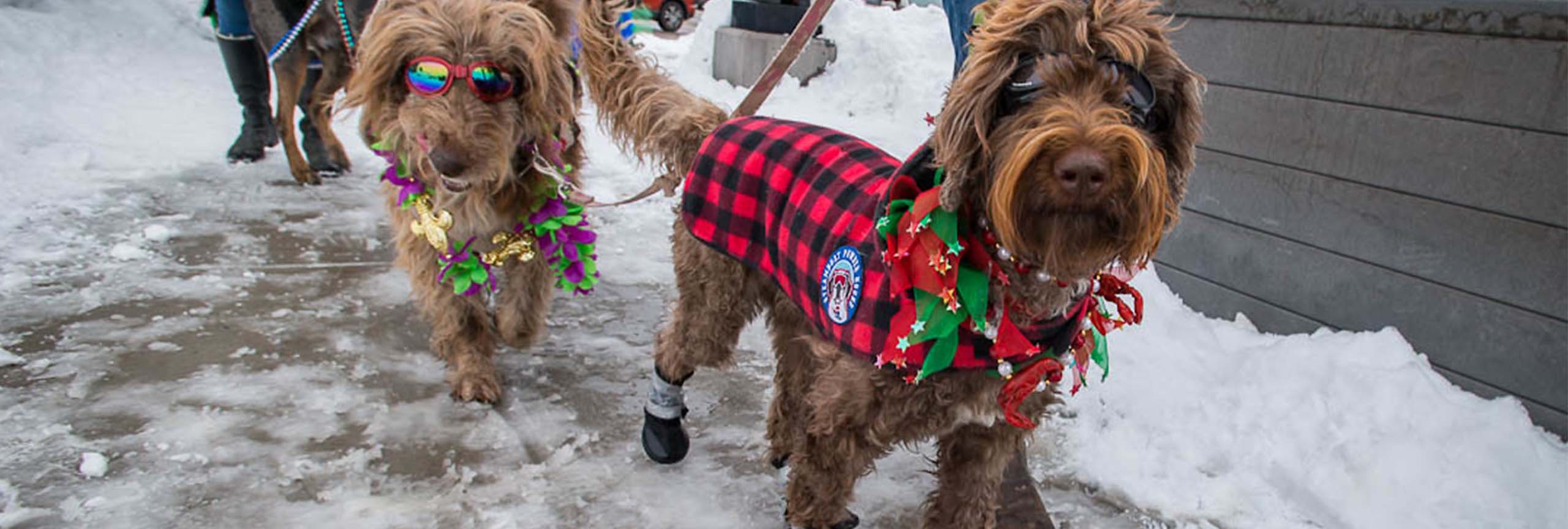 Two brown dogs dressed up in costumes in Mardi Gras 4Paws parade