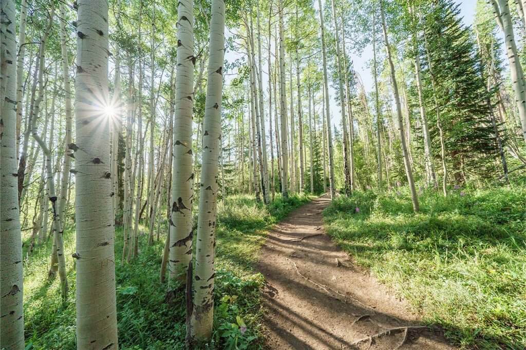 Single track trail in aspens with sun shining through trees